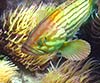 Epinephelus costae (Falso abadejo)