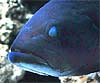 Epinephelus marginatus (Mero)