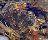 Eriphia verrucosa (Cangrejo moruno)