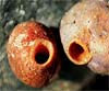 Suberites domuncula (Esponja de