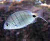 Diplodus sargus, Sargo común
