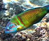 Thalassoma pavo (Fredi)