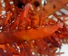 Gelidium spinosum