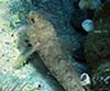 Gobius bucchichi (Gobio)