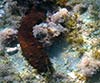 Holothuria forskali (Cohombro de mar