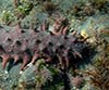Holothuria tubulosa (Cohombro de mar