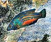 Labrus bimaculatus (Gallito)