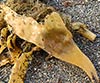 Dictyota fasciola