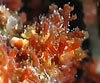 Laurencia obtusa