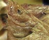 Lepidorhombus whiffiagonis (Gallo)
