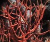 Leptogorgia sarmentosa (Gorgonia