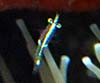 Leptomysis lingvura