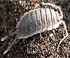 Ligia oceanica (Cochinilla de mar)