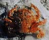 Liocarcinus corrugatus (Cangrejo de arrugas)