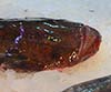 Pophius piscatorius (Rape)
