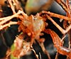 Macropodia rostrata (Araña de mar)