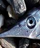 Macroramphosus scolopax Trompetero