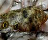 Microchirus ocellatus (Tambor real, lenguadillo con lunares