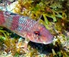 Mullus barbatus, salmonete de fango