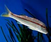 Mullus surmuletus (Salmonete de roca)