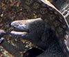 Muraena helena (Morena)