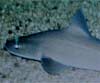 Mustelus mustelus (Cazón)