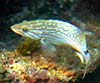 Mycteroperca rubra (Gitano)