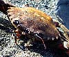 Necora puber (Necora, cangrejo fino)