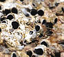Neogoniolithon brassica-florida