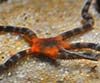 Ophioderma longicaudum (Ofioderma)