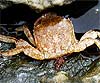Pachygrapsus marmoratus (Cangrejo