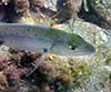 Pagellus bellottii (Breca chata)