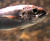 Pagellus bogaraveo (Besugo de la pinta)