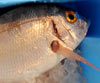 Pagellus erythrinus (Breca)