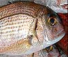 Pagrus pagrus (Pargo)