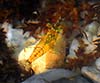 Palaemon elegans (Quisquilla, camarón)