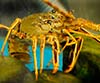 Palinurus elephas (Langosta)