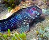 Parablennius pilicornis (Moma, vieja)