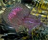Pelagia noctiluca, Agua mala