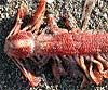 Pennatula rubra (Plumas de mar)