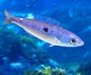 Spicara maena (Picarel, chucla)