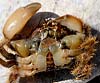 Pilumnus hirtellus (Cangrejo