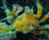 Pisa nodipes (Cámbara nariguda)