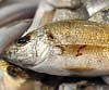 Pomadasys incisus (Roncador)