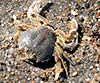 Portumnus latipes (Cangrejo de arena)