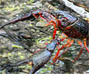 Procambarus clarkii (Cangrejo rojo