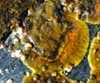 Ralfsia verrucosa