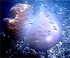 Rhizostoma pulmo (Acéfalo azul)