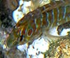 Salaria pavo
