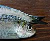 Sardina pilchardus (Sardina)